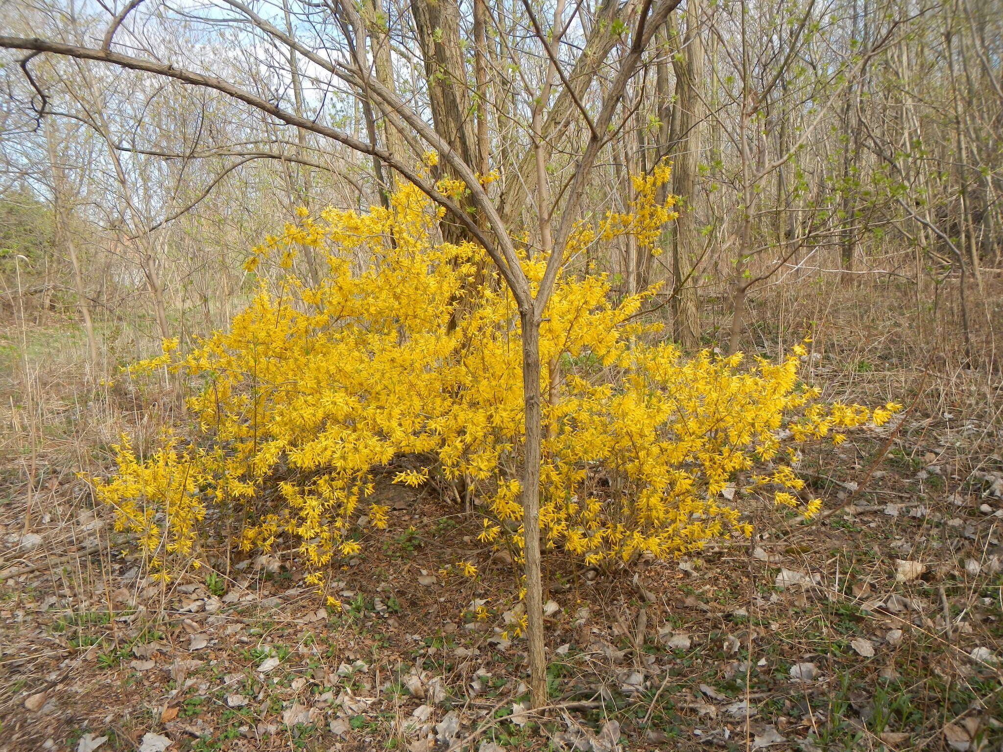 Forsythia viridissima Lindl. resmi