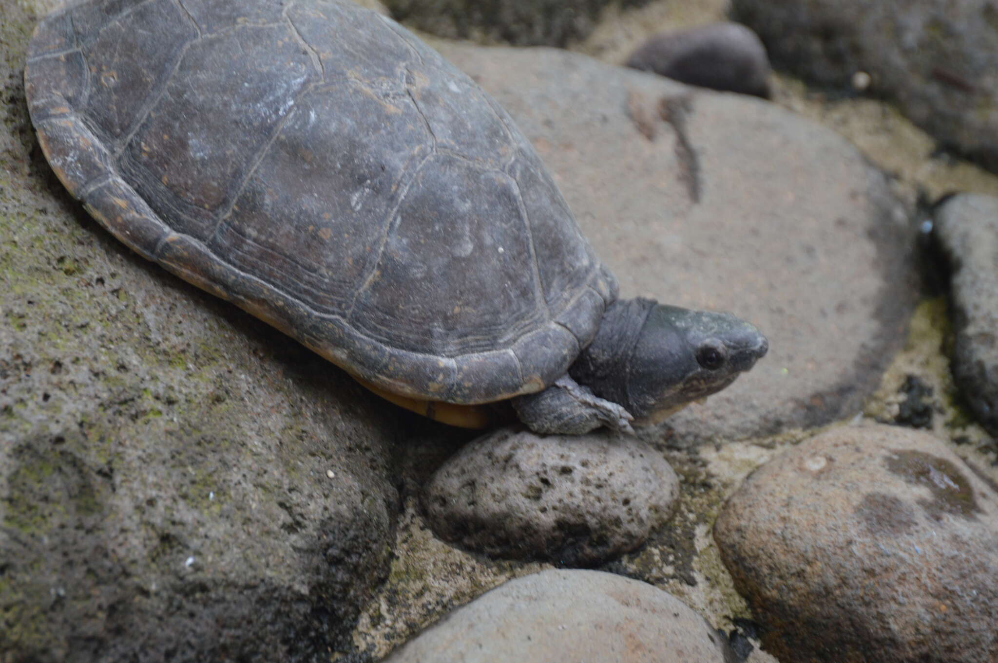 Image of Herrara’s Mud Turtle