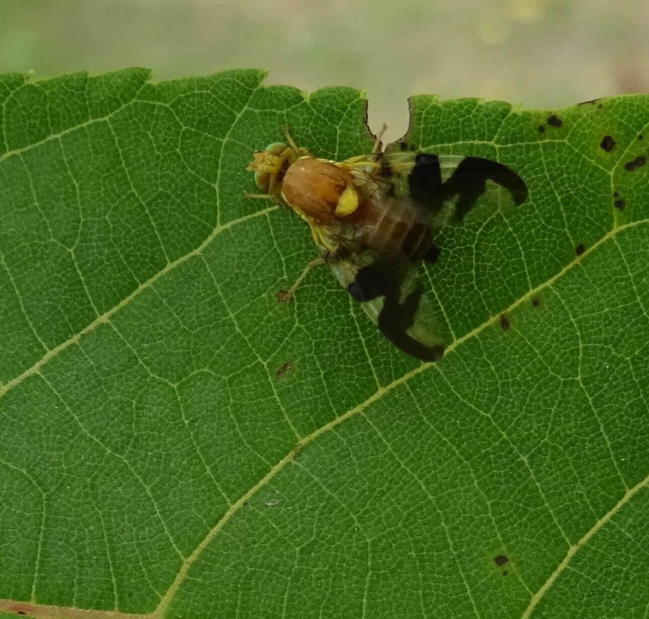 Image of Walnut Husk Maggot