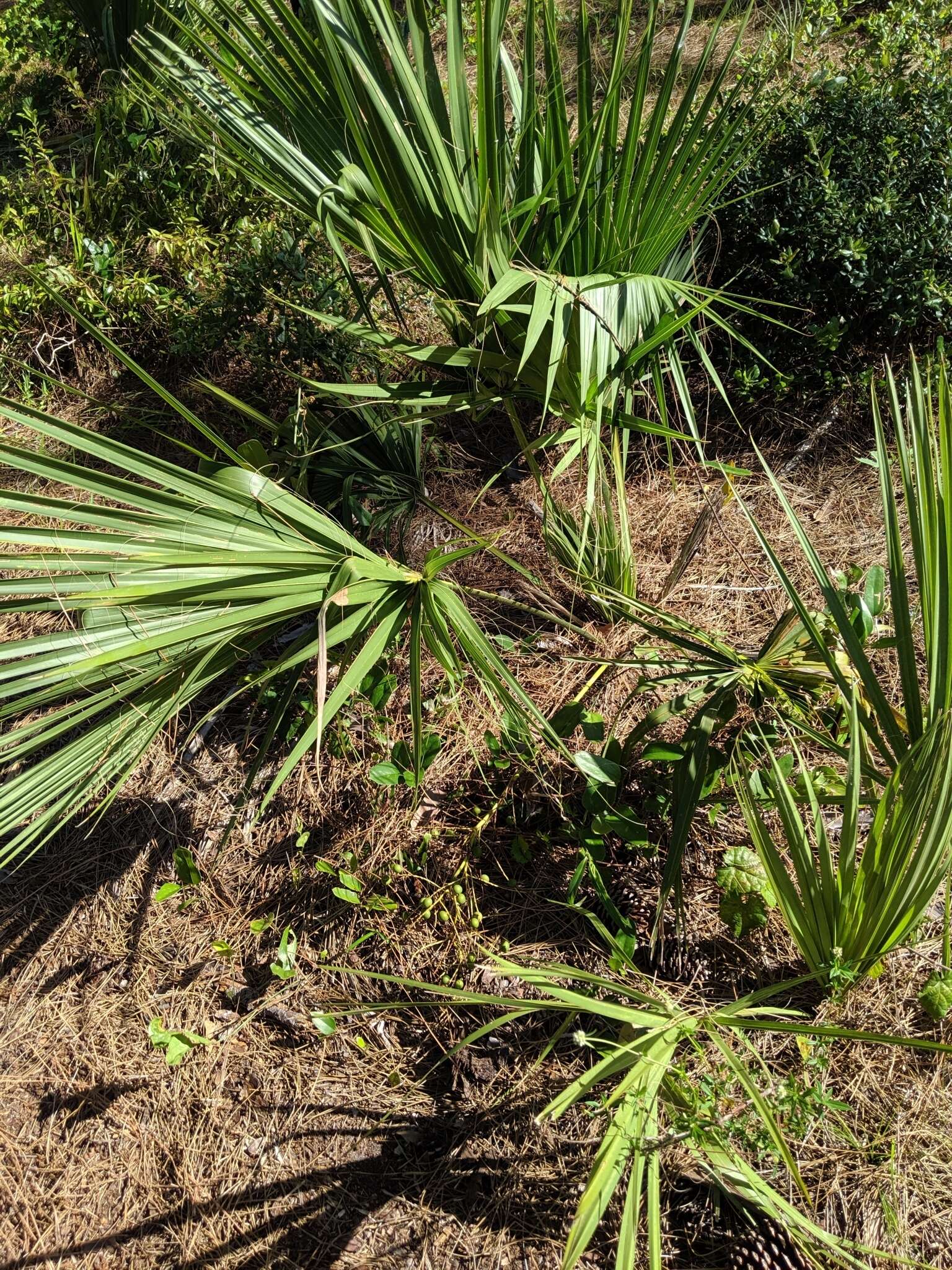 Image of scrub palmetto