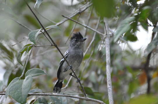 Image of Planalto Slaty Antshrike