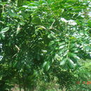 Image of raintree