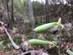 Image de Isotropis foliosa Crisp