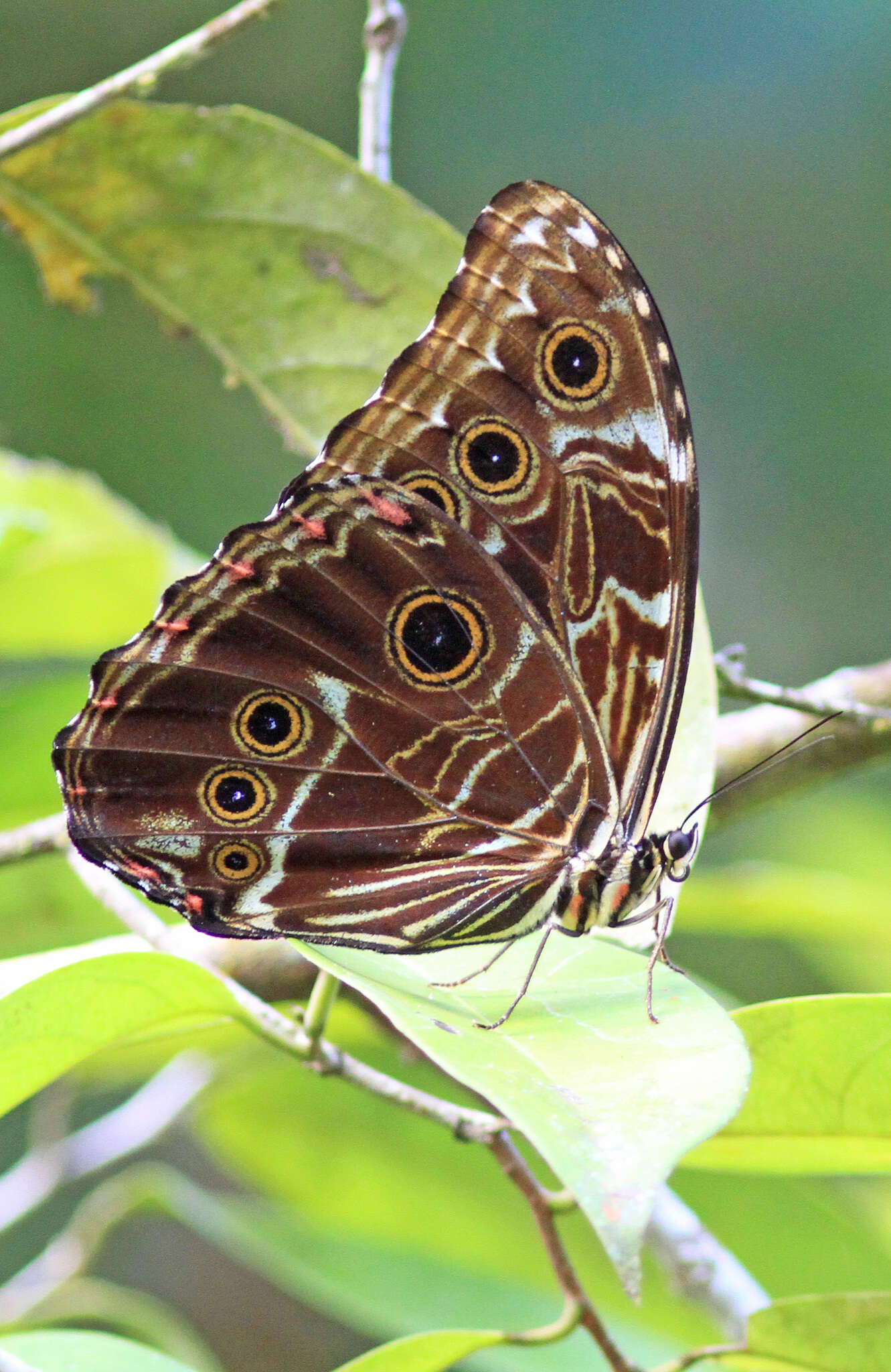 Image of Morpho deidamia Hübner 1816