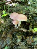 Image of Mycena rosea Gramberg 1912