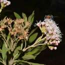 Ageratina glyptophlebia (B. L. Rob.) R. King & H. Rob. resmi