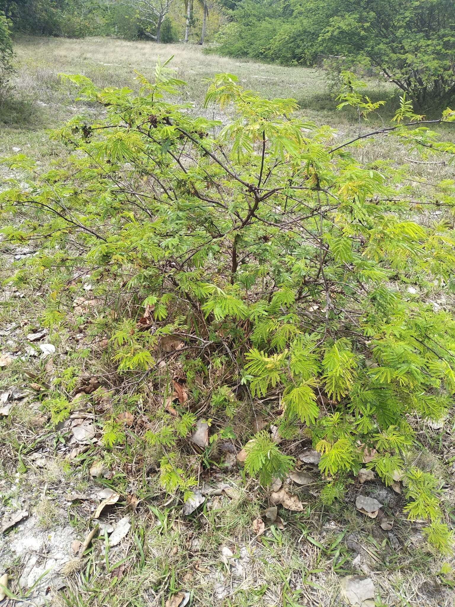 Mimosa tenuiflora (Willd.) Poir. resmi