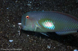 Image of Finspot razorfish