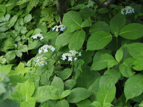 Image of Hydrangea serrata var. yesoensis (Koidz.) Ohba