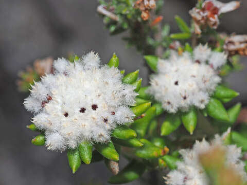 Image of Phylica laevis (Eckl. & Zeyh.) Steud.