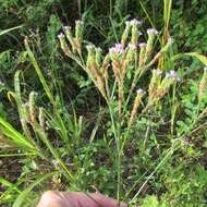 Image of Brazilian vervain