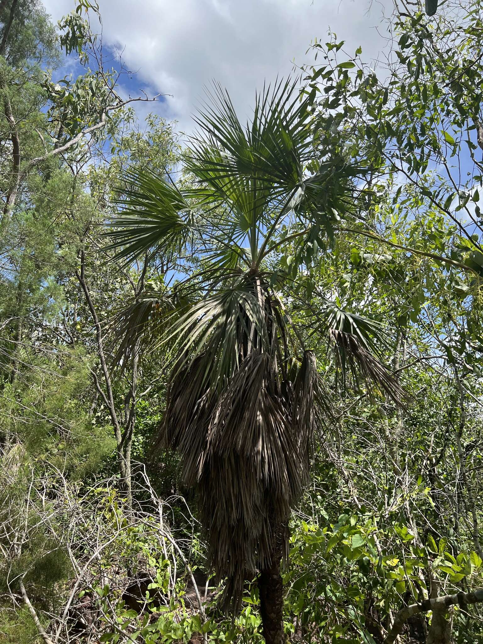 Image de Livistona humilis R. Br.