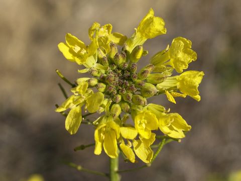 Image of <i>Erucastrum nasturtiifolium</i> (Poir.) O. E. Schulz