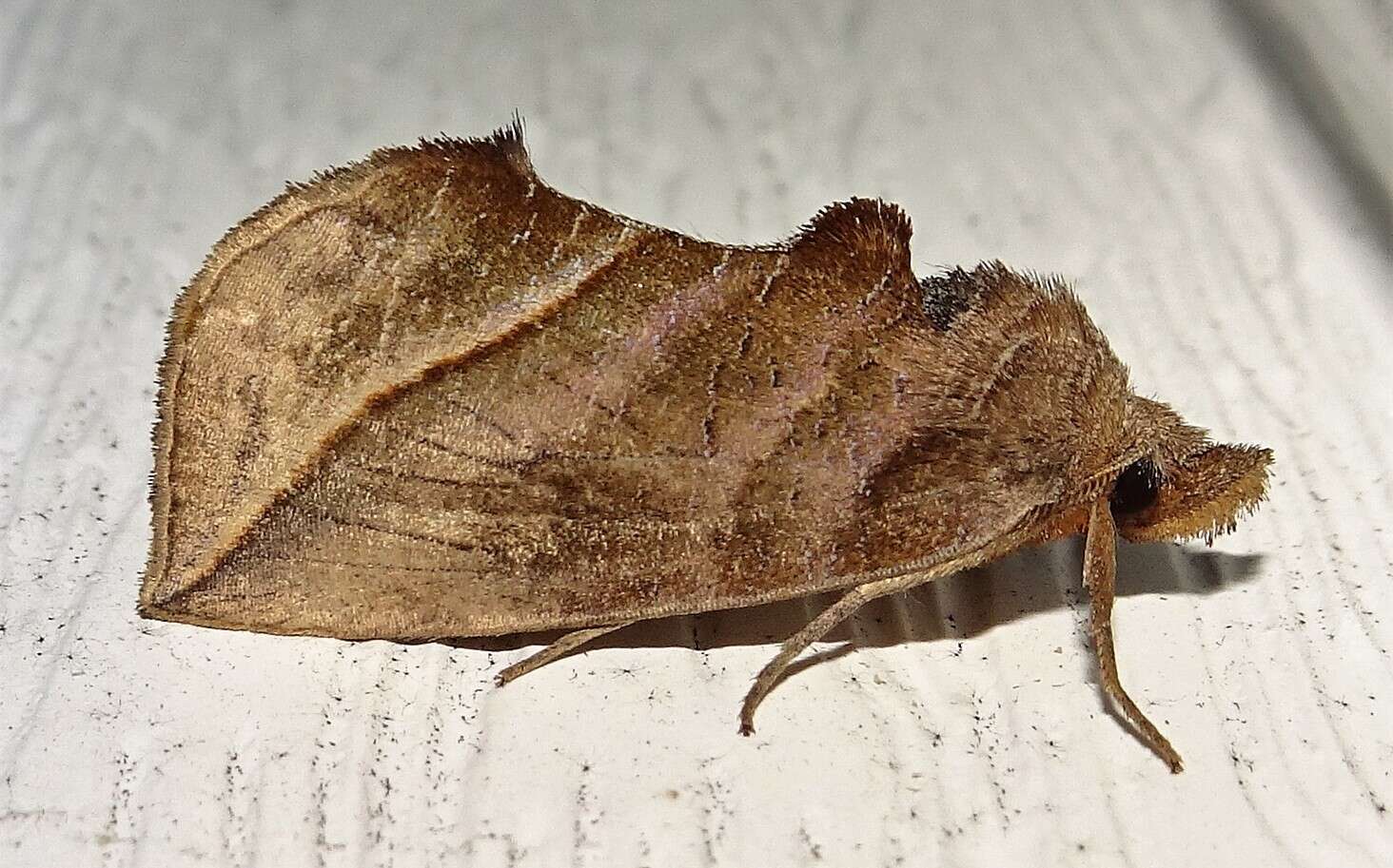 Image of Calyptra canadensis Bethune 1865