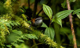 Image of Gray-breasted Wood-Wren