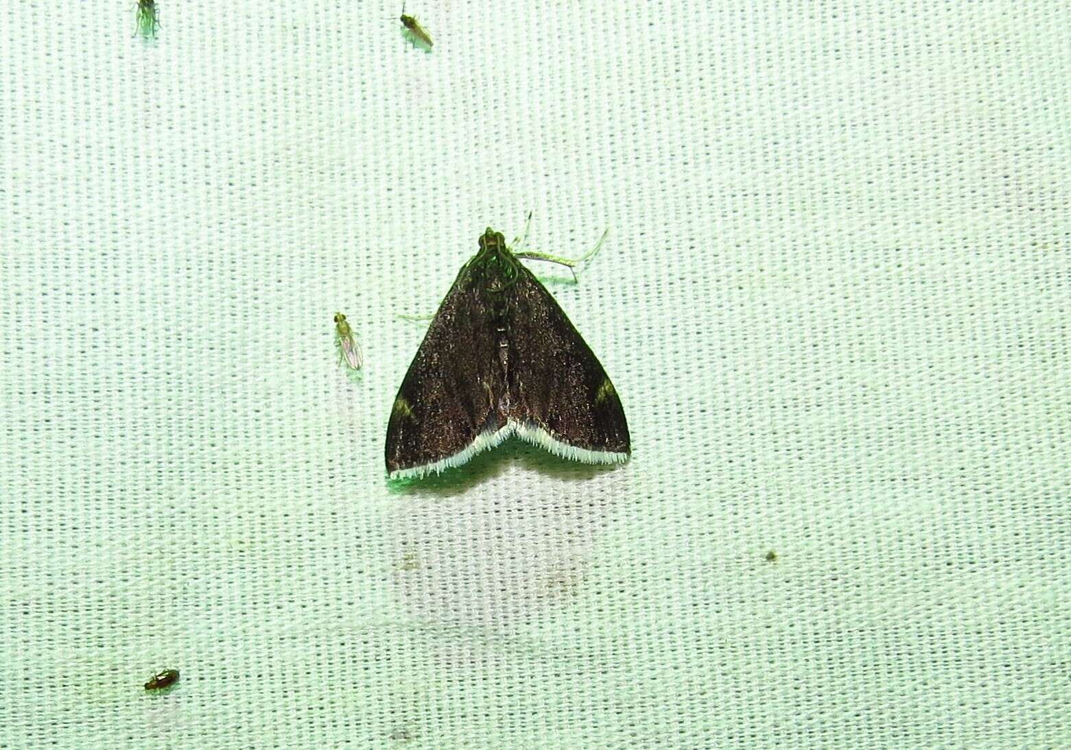 Image of White-fringed Pyrausta Moth