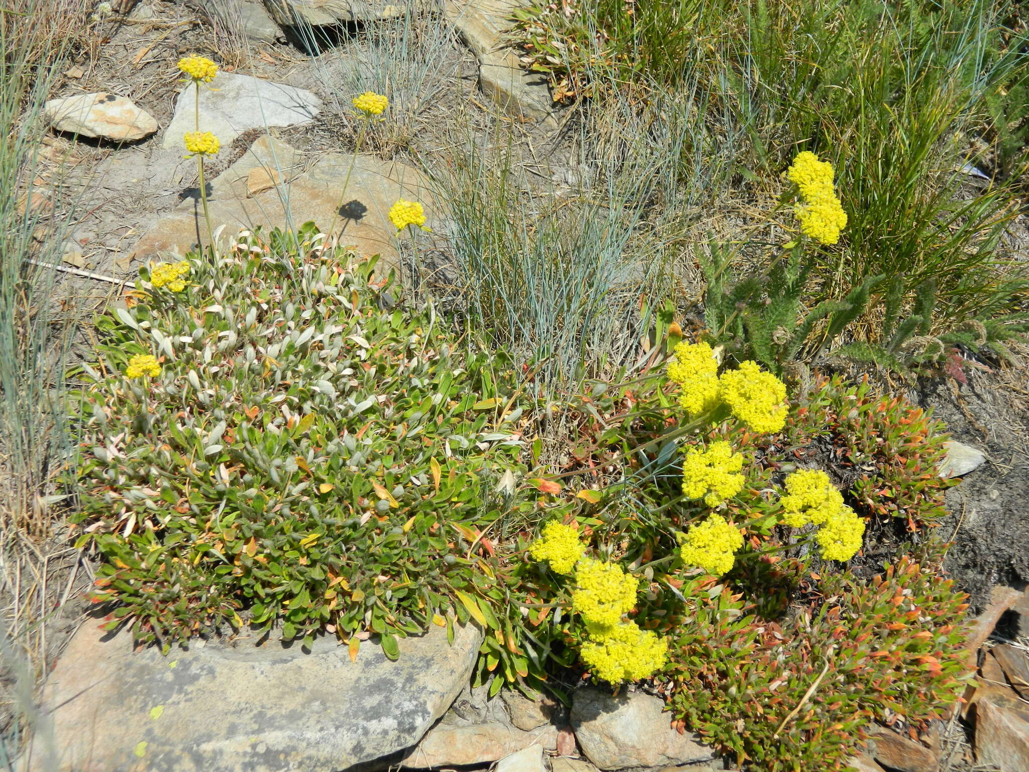 Image of Piper's golden buckwheat