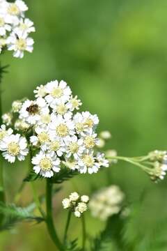 Achillea impatiens L. resmi