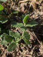 Imagem de Teucrium scordium subsp. scordioides (Schreb.) Arcang.