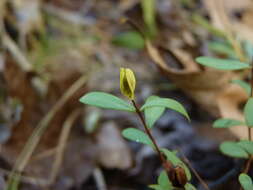 Imagem de Hypericum hypericoides subsp. multicaule (Michaux ex Willd.) N. K. B. Robson