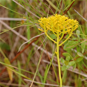 Image of low pinebarren milkwort