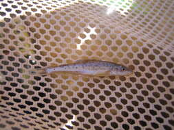 Image of Speckled Chub