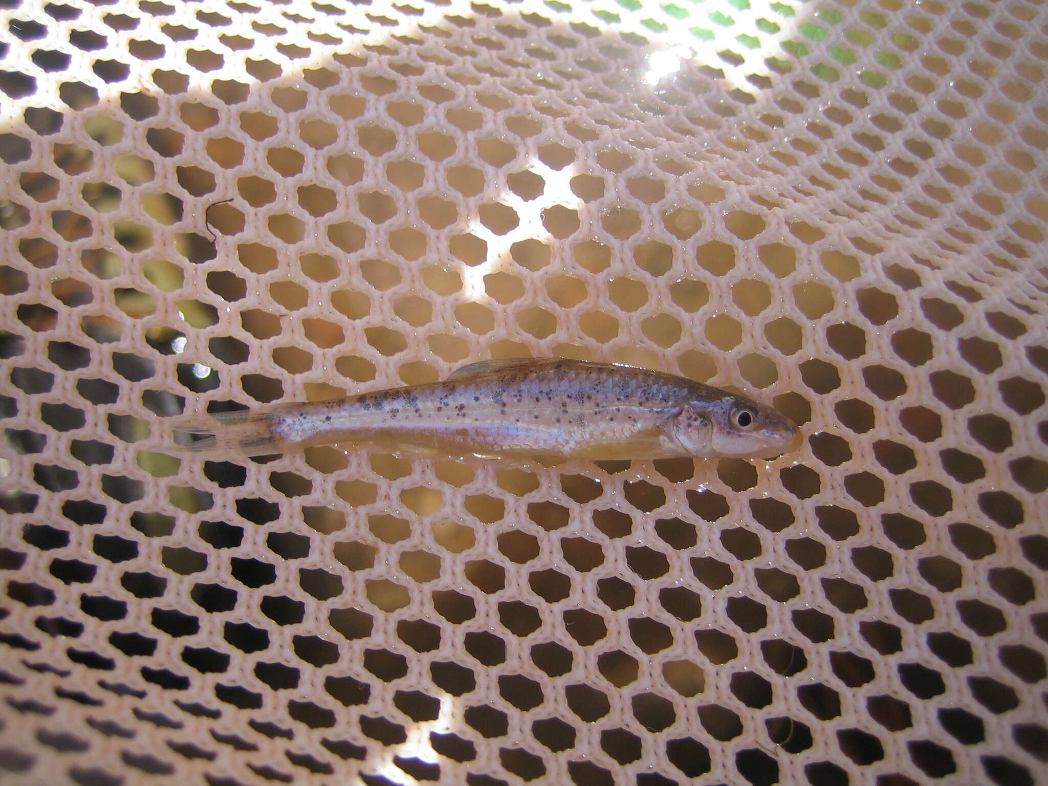 Image of Speckled Chub