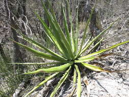 Image of Agave kerchovei Lem.