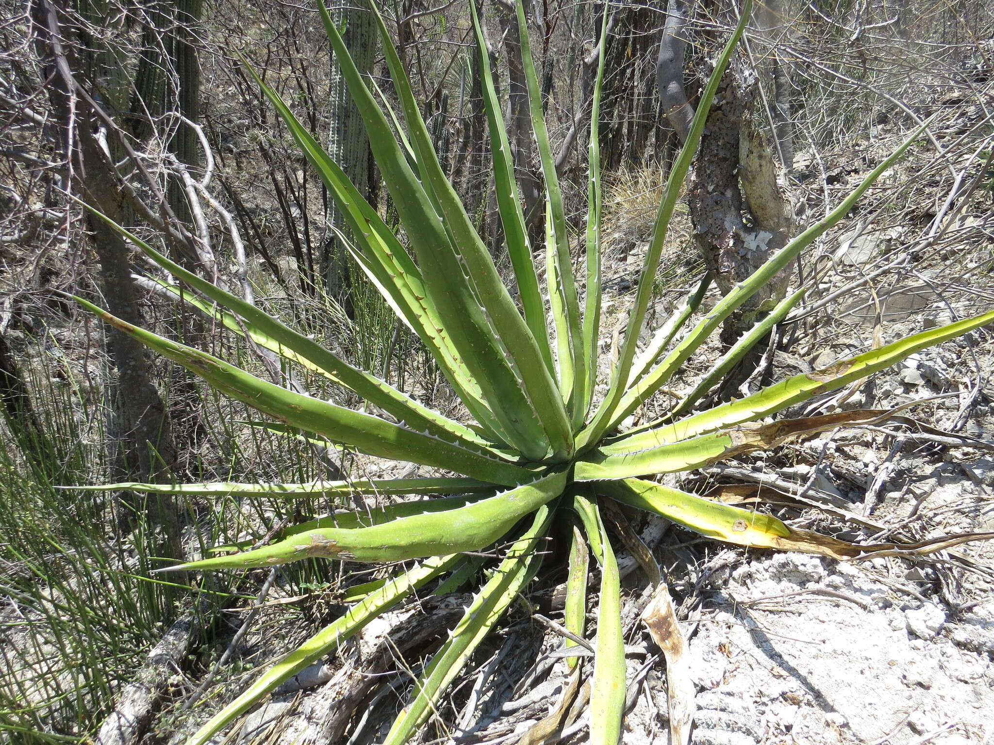 Слика од Agave kerchovei Lem.