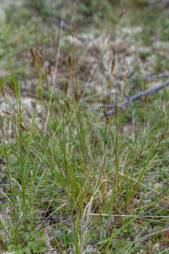 Image of Pacific Bog Sedge