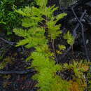 Image of Stenocarpus milnei Hook.
