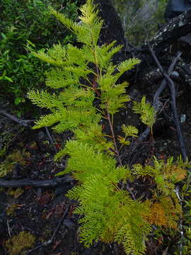 Image of Stenocarpus milnei Hook.