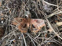 Image of <i>Antheraea polyphemus olivacea</i> Ferguson 1972