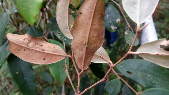 صورة Sarcolaena oblongifolia F. Gérard