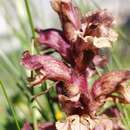 Orobanche pancicii G. Beck resmi