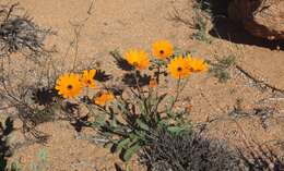 Image of Osteospermum hyoseroides (DC.) T. Norl.