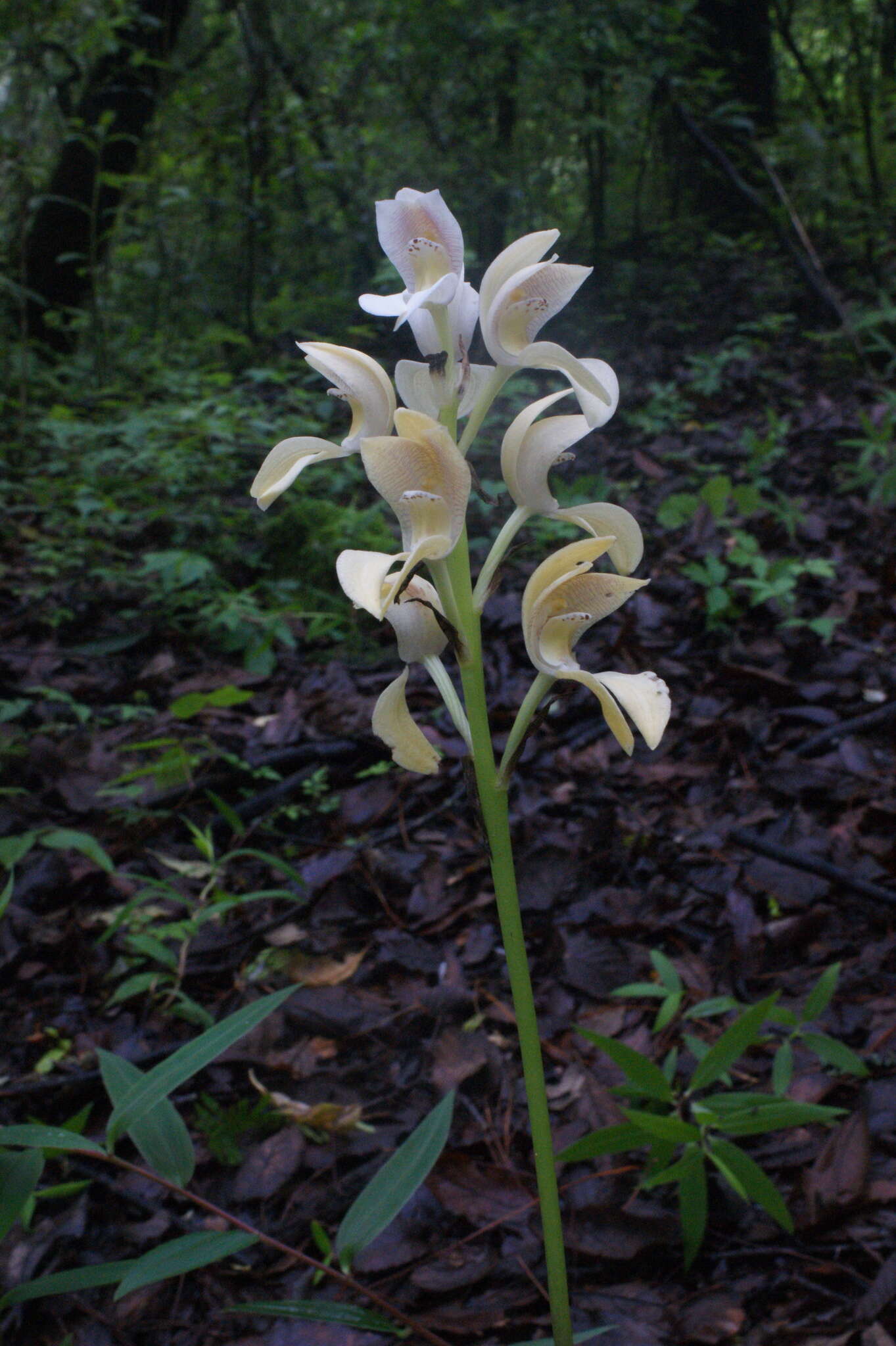 Image of Govenia liliacea (Lex.) Lindl.