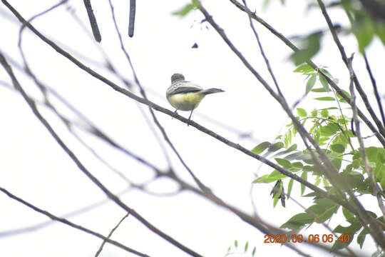 Image of Apical Flycatcher