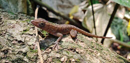 Image of Lesser Scaly Anole