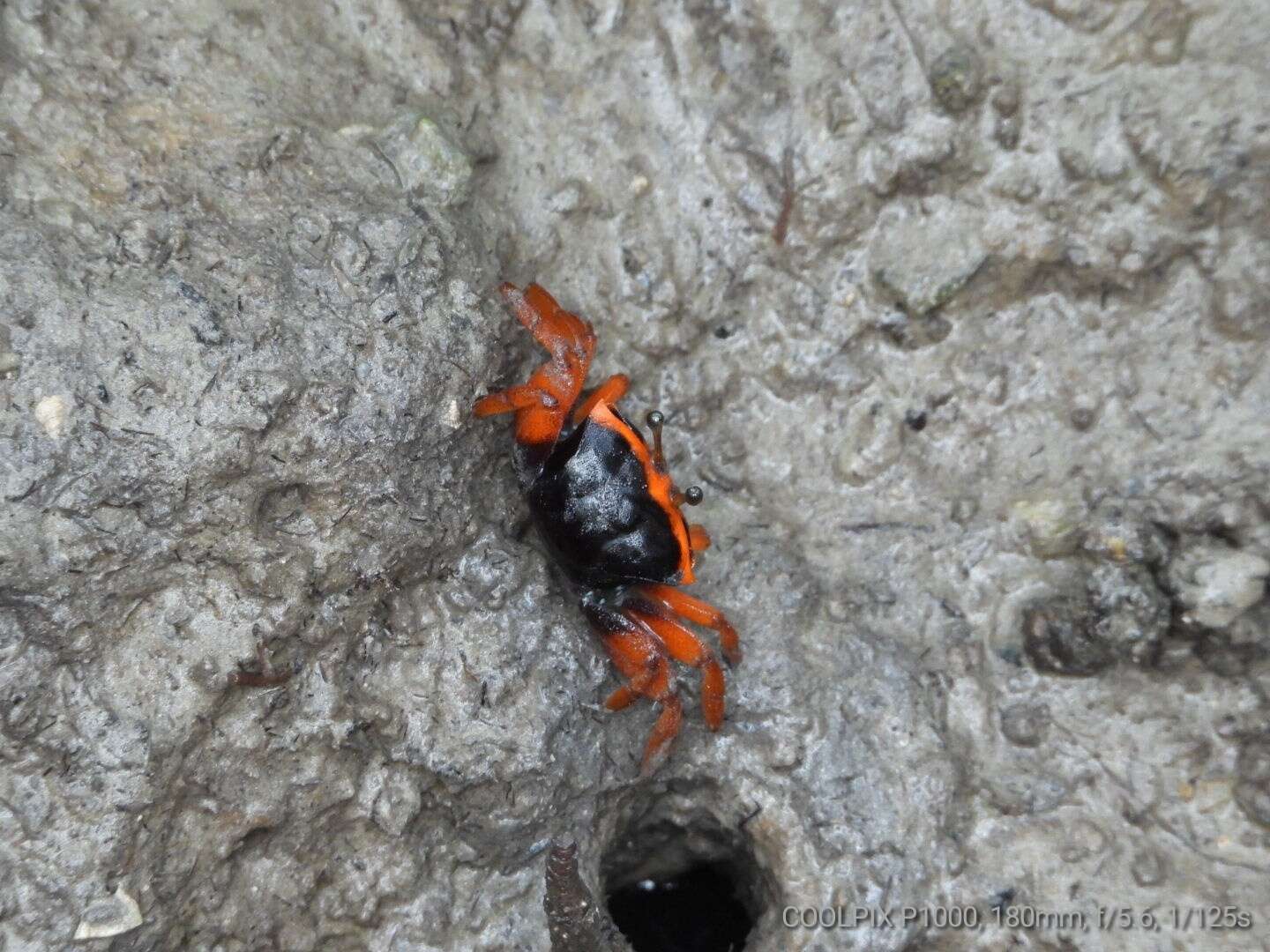 Image of Flame-backed Fiddler Crab