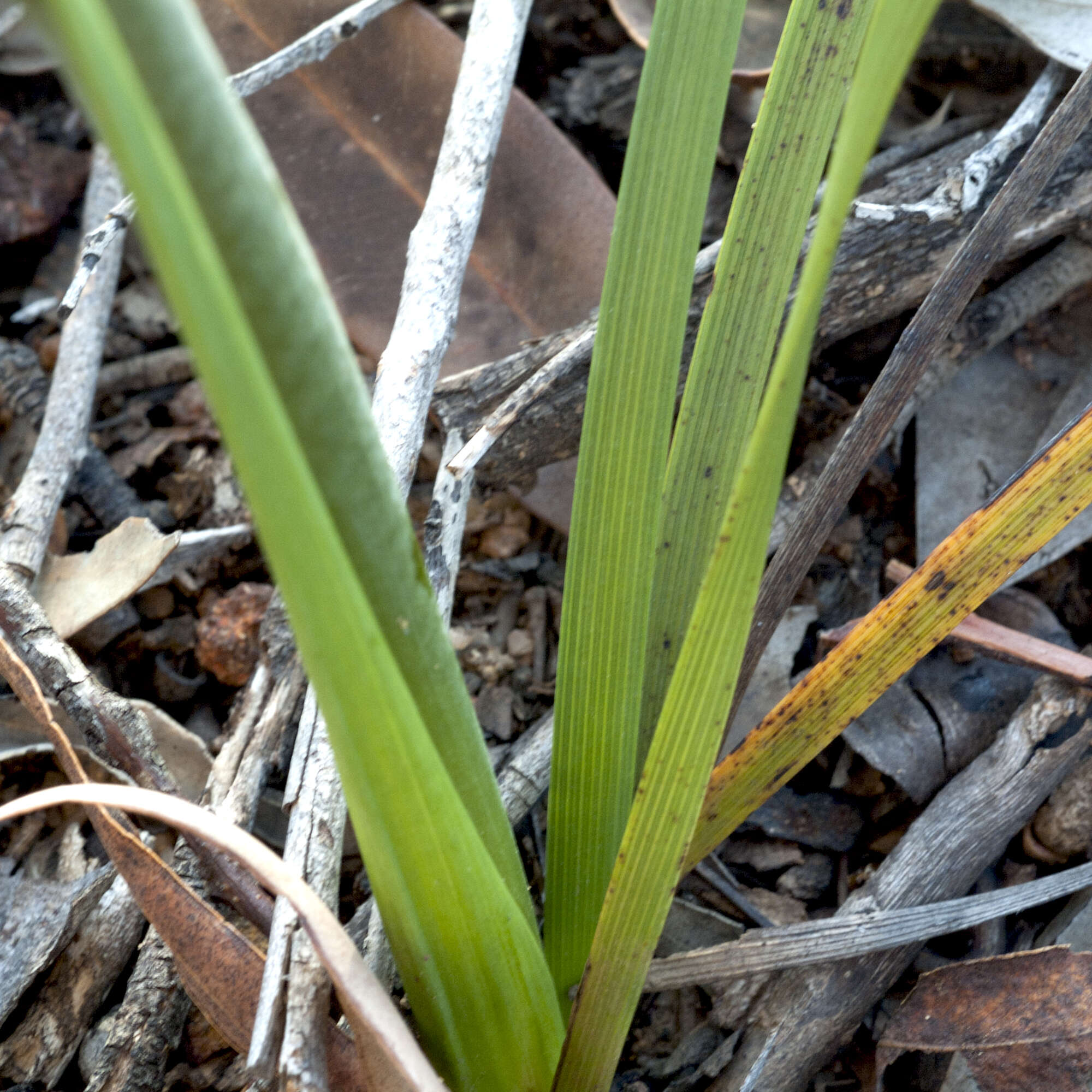 Image of Haemodorum austroqueenslandicum Domin