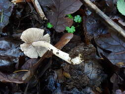 Plancia ëd Inocybe albodisca Peck 1898