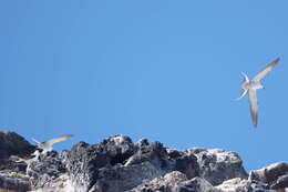 Image of Brown-backed terns