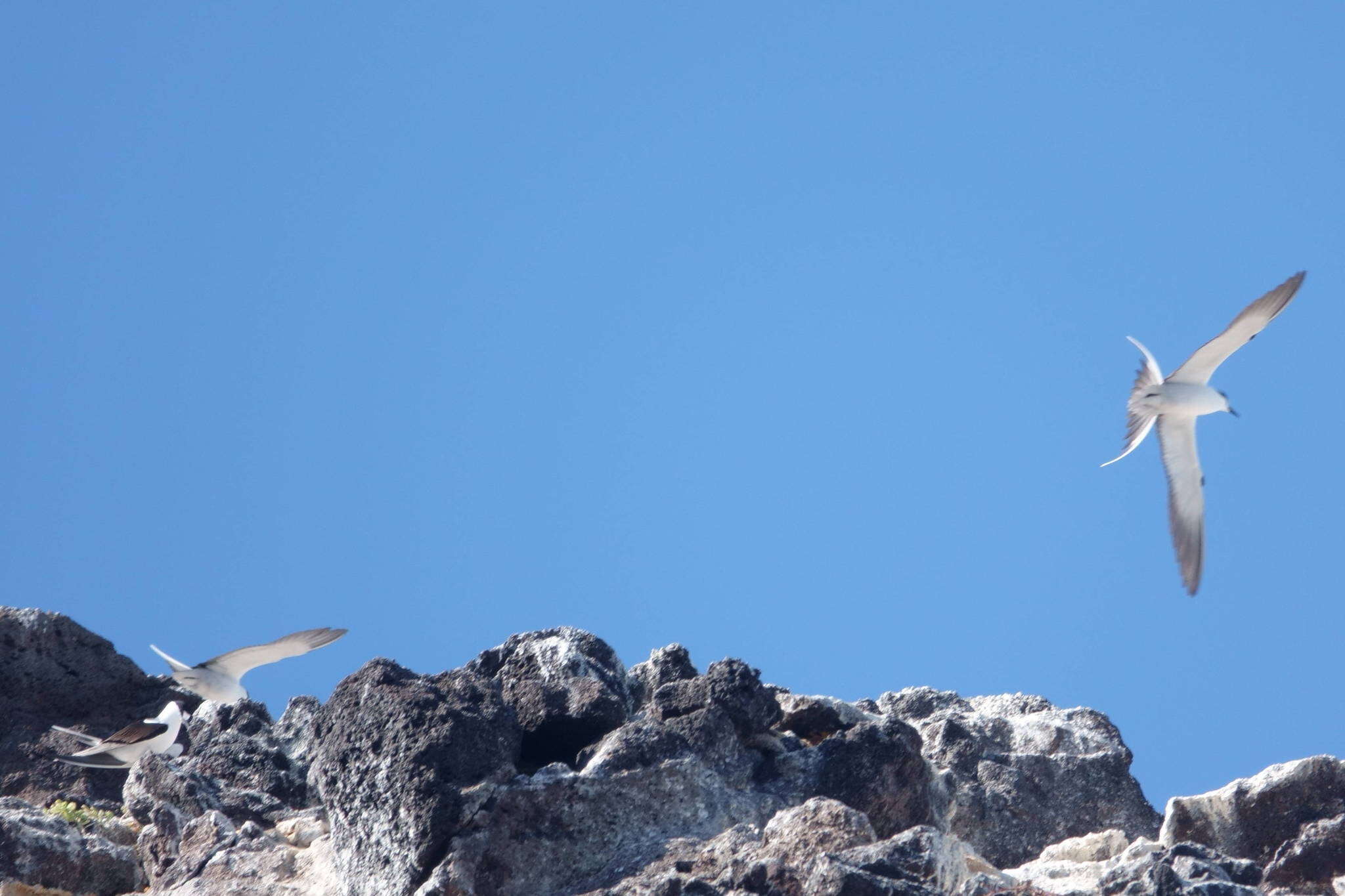 Image of Brown-backed terns