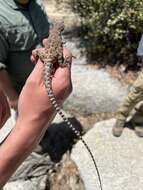 Image of Cope's leopard lizard