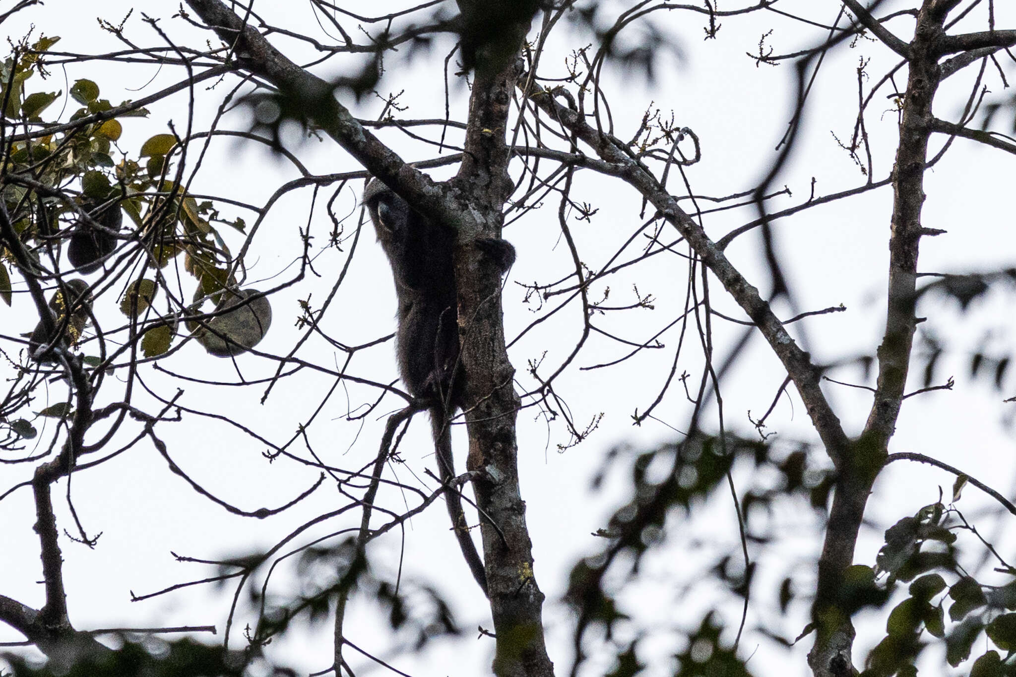 Image of Greater Spot-nosed Guenon