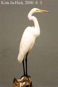 Image of Eastern great egret