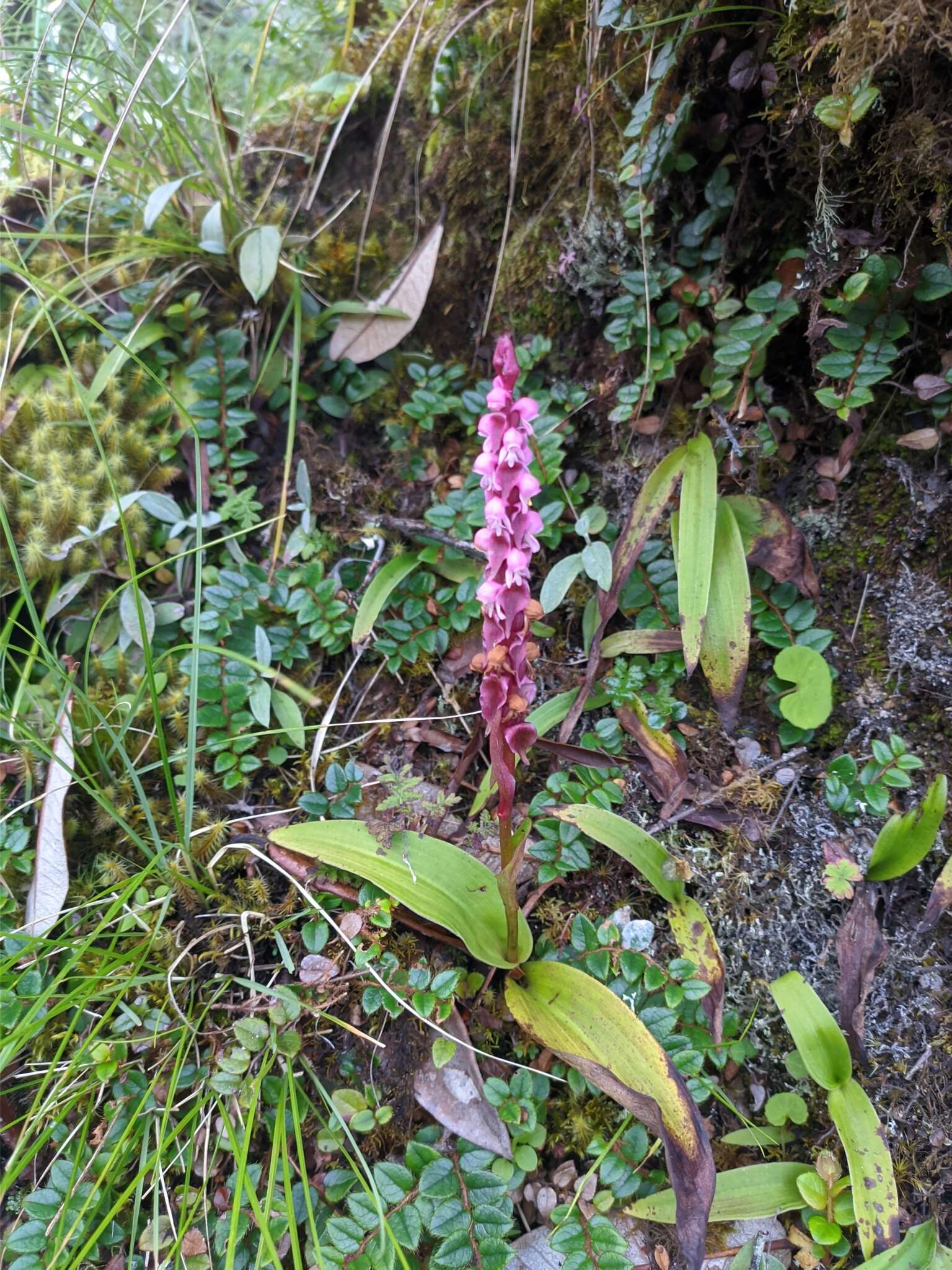 صورة Satyrium nepalense D. Don