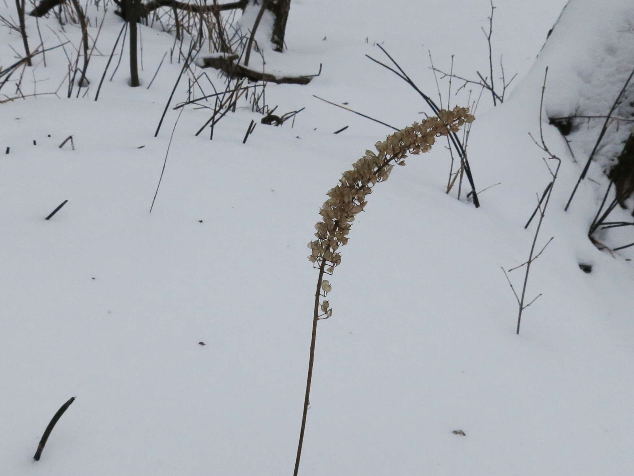 Plancia ëd Actaea simplex (DC.) Wormsk. ex Fisch. & Mey.