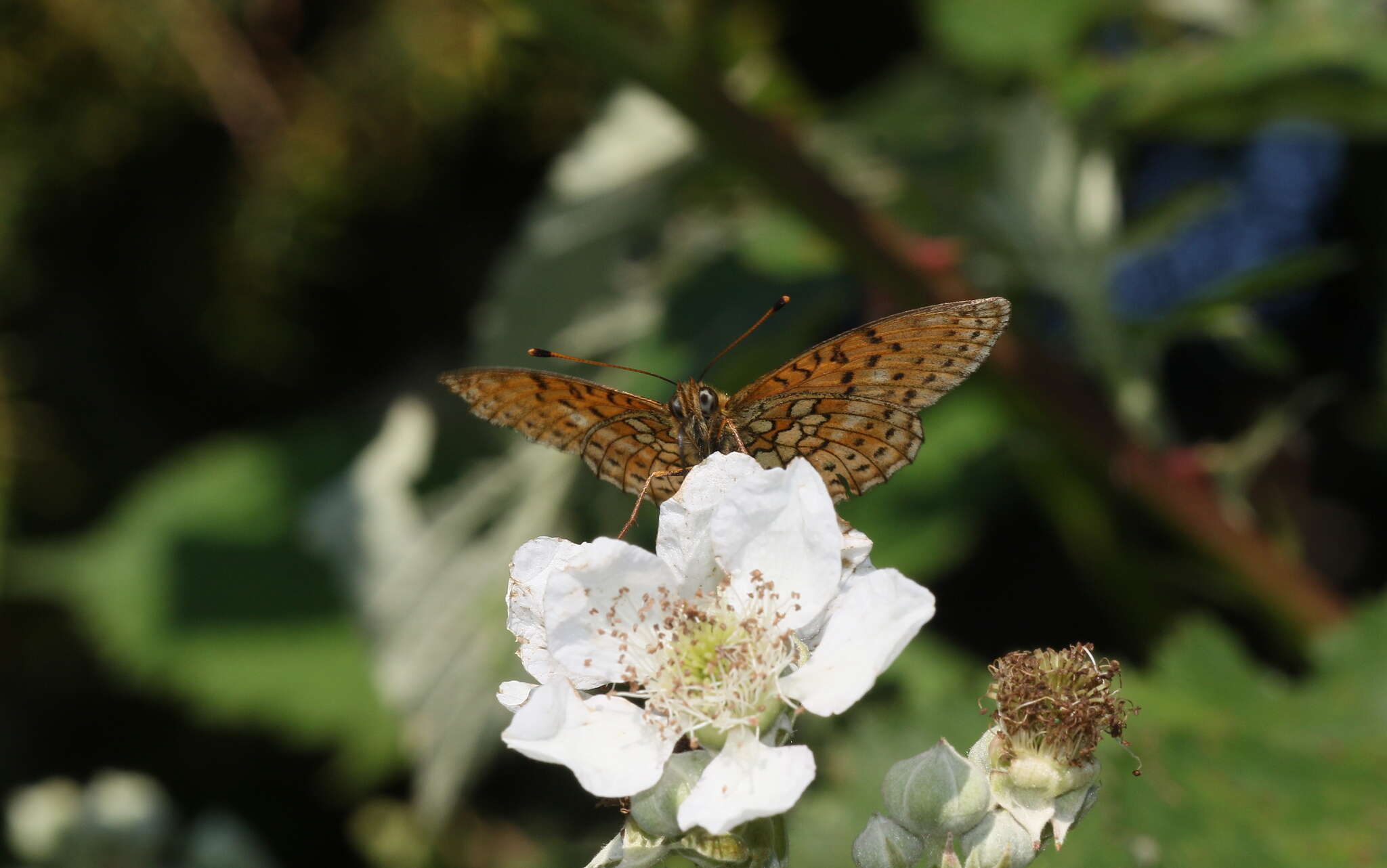 Image of Twin-spot Fritillary